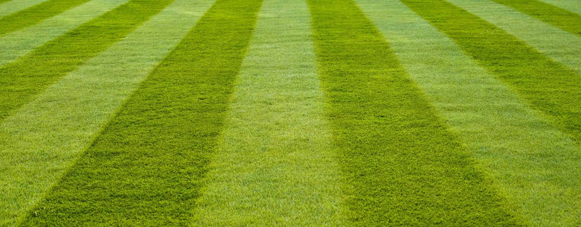 artificial turf bg